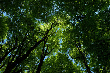 Beech trees in the forest