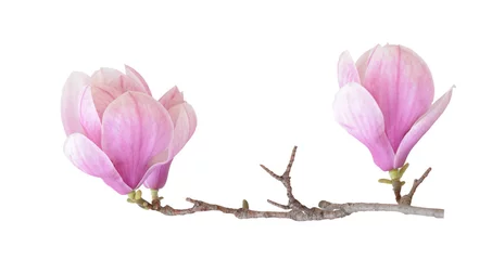 Zelfklevend Fotobehang magnolia © anphotos99