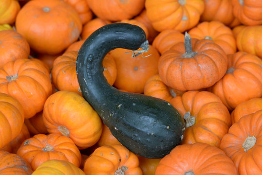 mini pumpkin