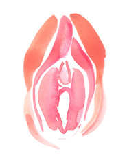 Abstract anatomical scheme of healthy external female genitalia painted in watercolor on clean white background