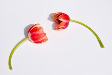 Fototapeta na wymiar Tulpen zum Muttertag