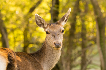 Beautiful deer portrait against the blurred background of trees.
