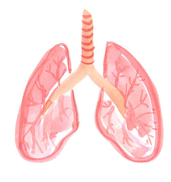 Abstract anatomical scheme of healthy human lungs painted in watercolor on clean white background