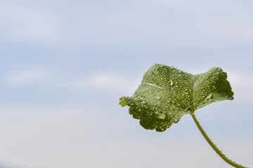 Grünes Blatt mit spielenden Wassertropfen 