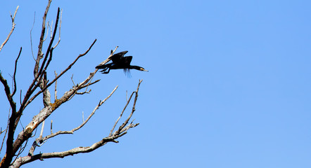 Cormorant on a tree branch in spring. Astrakhan region. Russia.