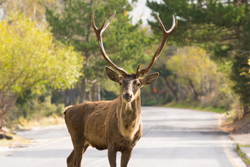 Male deer portrait on the road of Parnitha mountain in Greece.
