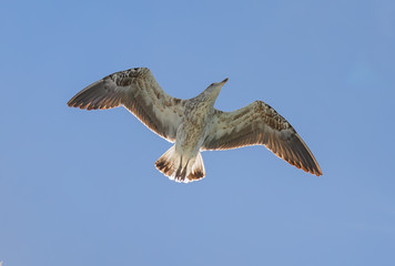 Gulls fly above a pleasure boat - Namibia, South Africa