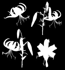 white four lily silhouettes on black