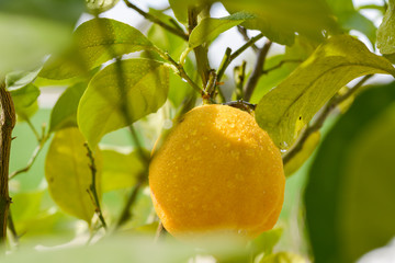 Zitrone mit Wassertropfen am Baum 