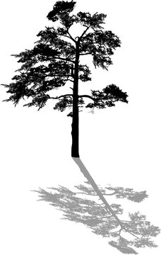 black one pine large silhouette with shadow