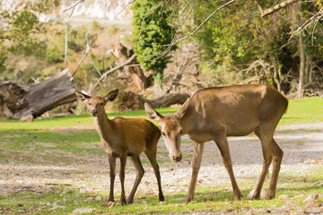 Portrait of two deer at Parnitha mountain in Greece against the beautiful nature.
