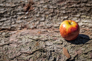Red yellow apple on the bark
