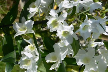 Orchidée Dendrobium Nobile blanche