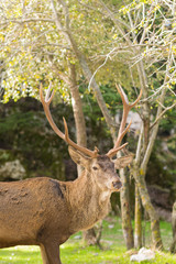 Naklejka na ściany i meble Male deer portrait with long horns at Parnitha mountain in Greece. 