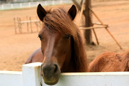 Horse in the farm