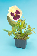  Pansy flower in pot isolated on blue background