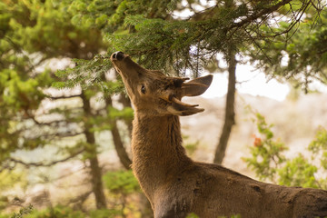 Deer eating from a tree at  Parnitha mountain in Greece.
