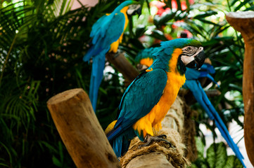 Psittaciformes
