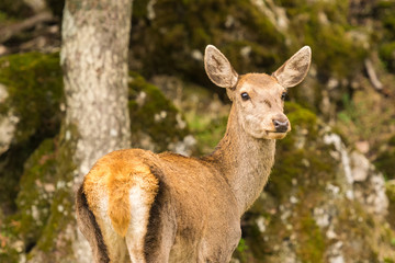 Beautiful portrait of a deer at Parnitha mountain in Greece.
