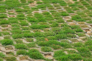 Grass on the ground