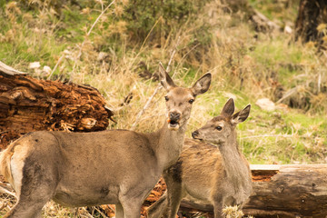 Two deer at Parnitha mountain in Greece portrait.
