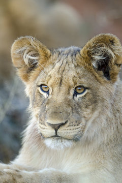 Lion (Panthera leo) cub. Northern Cape. South Africa.