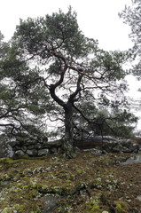a solitary tree with many crooked branches