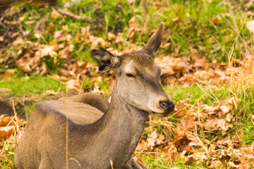 Portrait of a deer sitting on the ground at Parnitha mountain in Greece.
