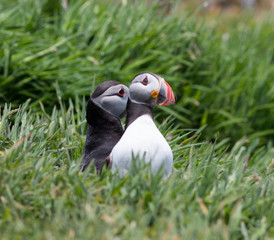 Two Puffins in green grass