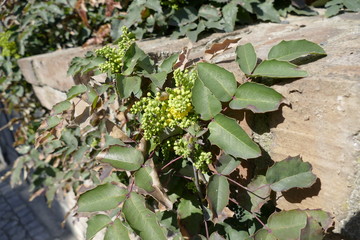 green plant in a fresh spring sun