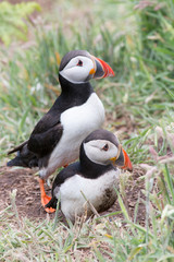 Two Puffins in green grass
