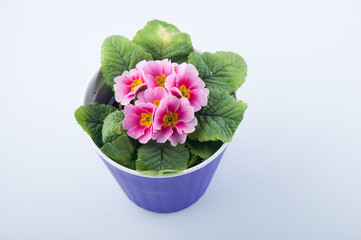 Primula flower with rose petals in purple plastic pot isolated on white. Top view