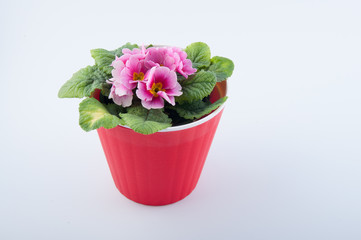 Wonderful primula flower in red plastic pot isolated on white