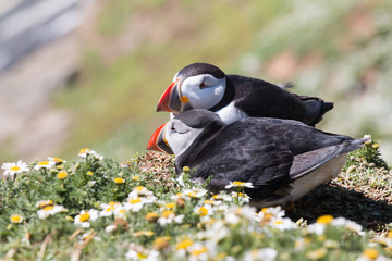 Two Puffins at rock with flowers