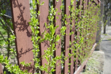 green plant in a fresh spring sun
