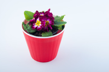 Isolated on white primrose flower in red pot