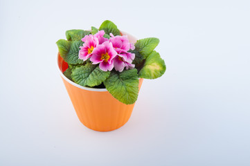 Cute primerose flower grow in orange plastic pot on white background