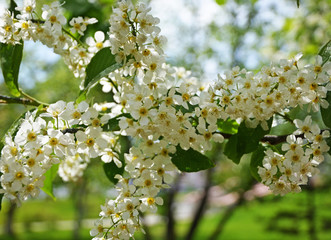 Blooming bird cherry white. White bird cherry against a background of green foliage and sunlight reflecting through leaves