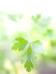 macro spice background with fresh parsley leaf, green food wallpaper close-up 