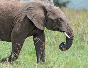 Naklejka na ściany i meble Herd of african elephants - Kenya, Africa