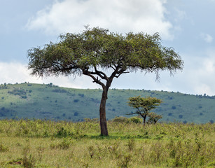 Landscape with alone tree in savannah - Kenya, Africa