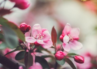 Fototapeta na wymiar Red flowers blossom spring background