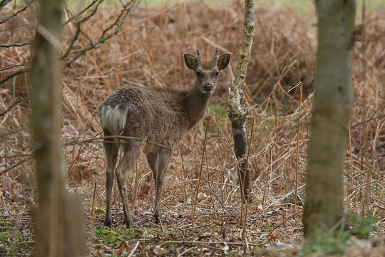 photo of a young male Sika deer standing looking back