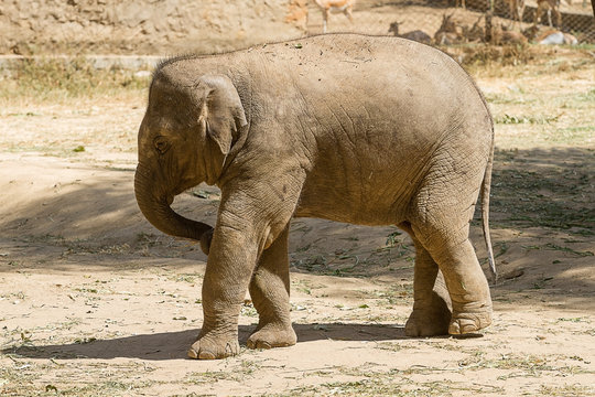 photo of a playful young Asian elephant playing in the hot Indian sun