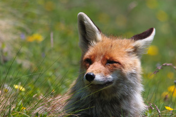 Red Fox