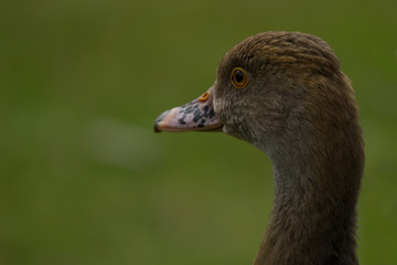photo portrait of a Whistling (Wandering) duck with a green background