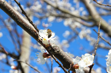 Flowering trees, apricot flowers