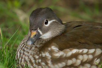 photo portrait of a female Madarin Duck resting on the green grass