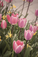 Pretty spring tulips