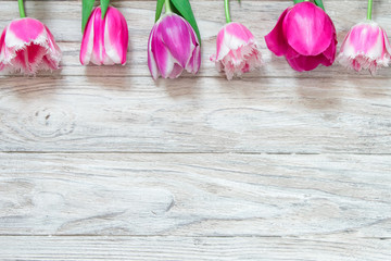 Naklejka na ściany i meble Beautiful tulips on a gray wooden background. Top view